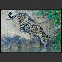 Jaguar polujący na krokodyla...