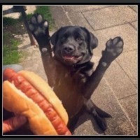 Psy i jedzenie...