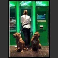 Kiedy obawiasz się wypłacić pieniądze z bankomatu - zabierz psa ze sobą...