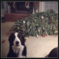 Koty i psy nienawidzą świątecznych dekoracji...