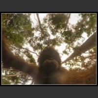 Orangutan znalazł ukrytą kamerę w lesie...