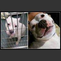 Psy przed i po adopcji...